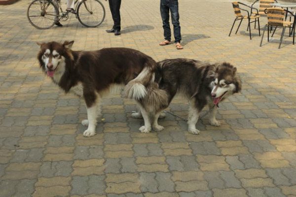 653c579e3f9ba5c03f2f2f8cf4512b39