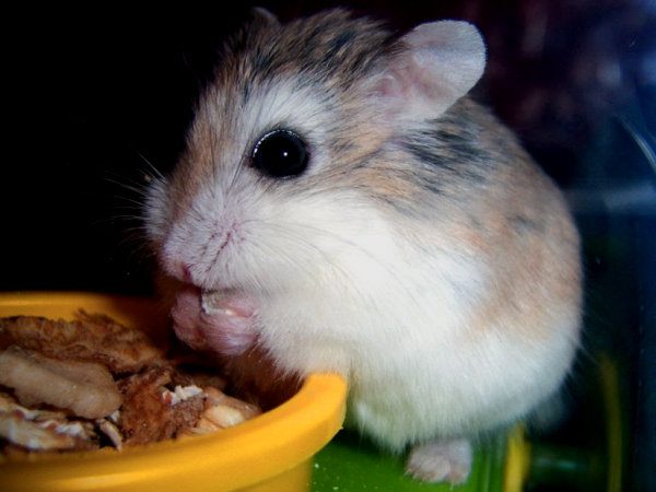 Mua chuột hamster giá rẻ nào mà dễ nuôi nhất hiện nay? 3 Chuột Hamster Robo