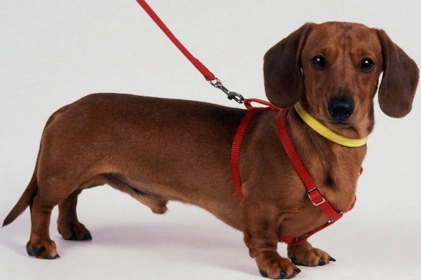 Top 10 các giống chó đẹp phổ biến nhất tại Việt Nam 10 a2f04745390fd6897d09772b2cd1f581