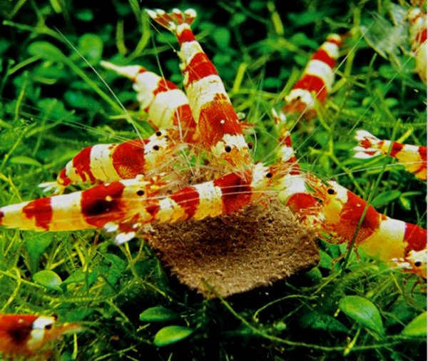 Cách nuôi tép cảnh cho người mới giúp tép không bị chết 3 Thức ăn của tép rất phong phú