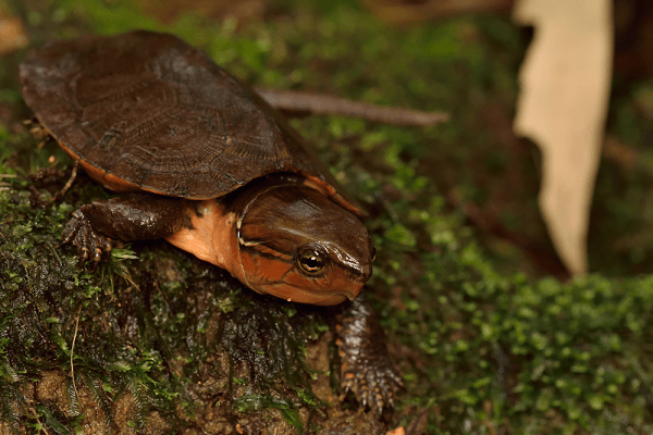 Các loại rùa nước ngọt cảnh được nuôi phổ biến ở Việt Nam 3 Các loại rùa nước ngọt