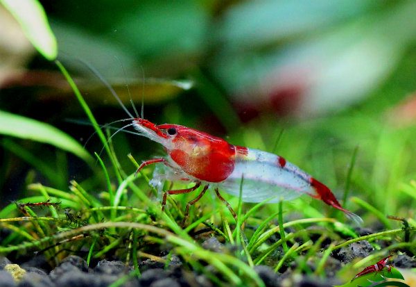 Cách nuôi tép cảnh cho người mới giúp tép không bị chết 2 Chọn giống tép có khả năng thích nghi cao cho người mới tập nuôi