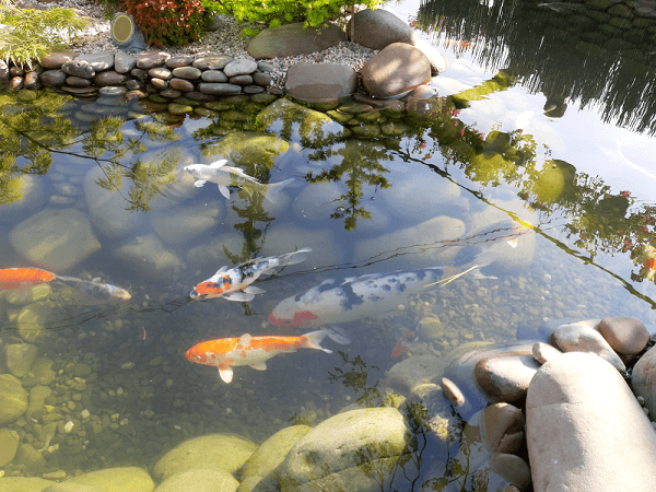 Cách làm trong nước hồ cá ngoài trời tránh bị rêu xanh, đục 4 Cách làm trong nước hồ cá ngoài trời