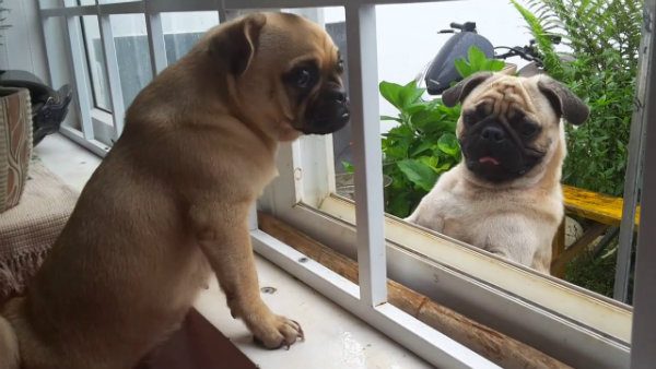 Top 10 các giống chó đẹp phổ biến nhất tại Việt Nam 9 dca49d1a5928cb1c1ac064e9137c8b0f