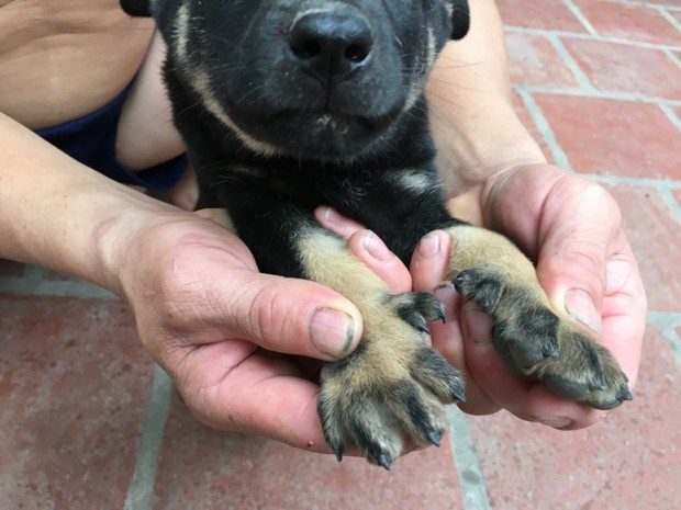 Cách chọn chó con khôn giữ nhà theo kinh nghiệm dân gian 6 e3bc4e7f243ebc05d66a0568a3331966