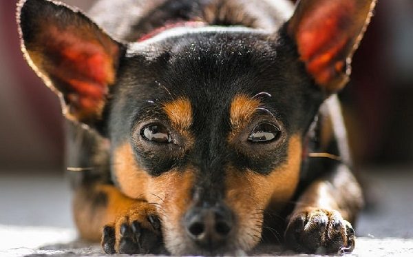 Những giống Chó Chihuahua lai được nuôi phổ biến tại nước ta 3 Chó Chihuahua lai