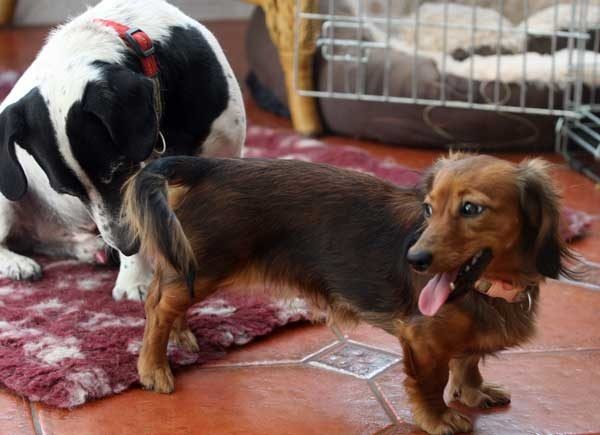 Chó salo là gì? Chó salo bao nhiêu ngày thì lấy giống 4 Chó salo là gì? Chó salo bao nhiêu ngày thì lấy giống