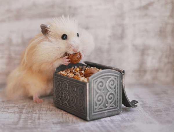 Chuột Hamster ăn gì