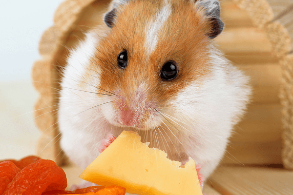 Chuột Hamster ăn gì? Thức ăn nên và không nên cho Hamster ăn 4 Chuột Hamster ăn gì