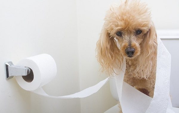 Nước xịt hướng dẫn chó đi vệ sinh đúng chỗ có tác dụng không? 4 Nước xịt hướng dẫn chó đi vệ sinh đúng chỗ