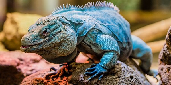 Rồng Nam Mỹ Iguana Ăn gì? Giá bao nhiêu? Nuôi thế nào? 3 Rồng Nam Mỹ Iguana