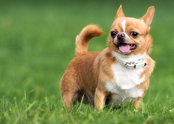 Những giống Chó Chihuahua lai được nuôi phổ biến tại nước ta 4 Chó Chihuahua lai