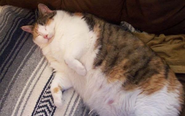 Những điều cấm kỵ khi nuôi mèo, sai lầm thường gặp 3 a1a609f1ac109d0be28d8ae112db1bbb