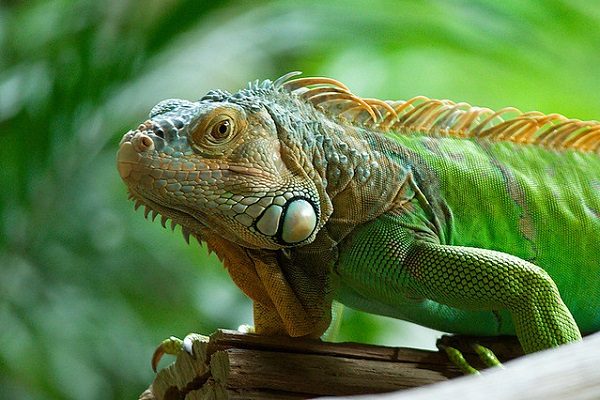 Rồng Nam Mỹ Iguana Ăn gì? Giá bao nhiêu? Nuôi thế nào? 4 Rồng Nam Mỹ Iguana