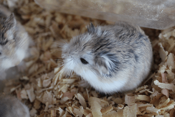 Chuột Hamster Robo giá bao nhiêu? Ăn gì? Nuôi có dễ không? 4 Chuột Hamster Robo