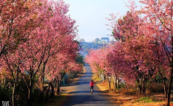 Du lịch Đà Lạt mang theo thú cưng cần lưu ý những gì?