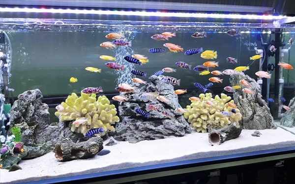 làm sao để hồ nuôi cá cảnh nước trong veo