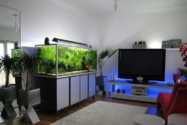 làm sao để hồ nuôi cá cảnh nước trong veo