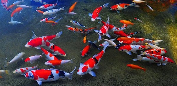 Cá chép cảnh nuôi như nào? Cho ăn gì? Chăm sóc ra sao? 3 94c4dd41f9dddce696557d3717d98d82