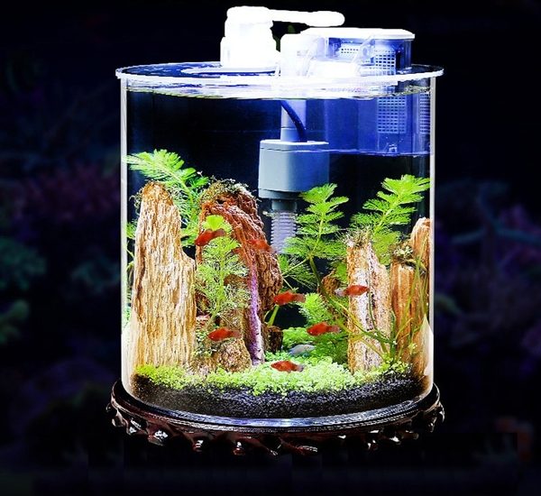 bể cá cảnh mini