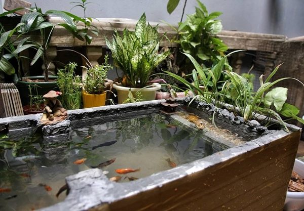 làm sao để hồ nuôi cá cảnh nước trong veo