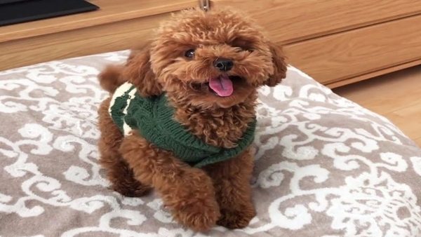 cách nuôi chó poodle