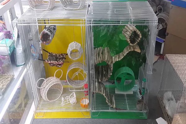 Sóc Bay Úc và những điều cần biết khi nuôi, giá của 1 chúc Sóc Bay Úc 5 f3be5eb7ff15f2013a3b65fbca4bf864