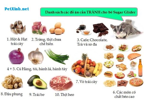 Sóc Bay Úc và những điều cần biết khi nuôi, giá của 1 chúc Sóc Bay Úc 4 Sóc Bay Úc