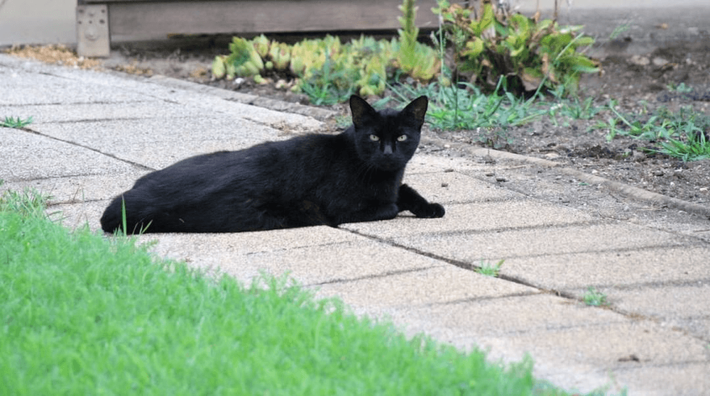 44d47238d7d3e17aa176019eafac82af