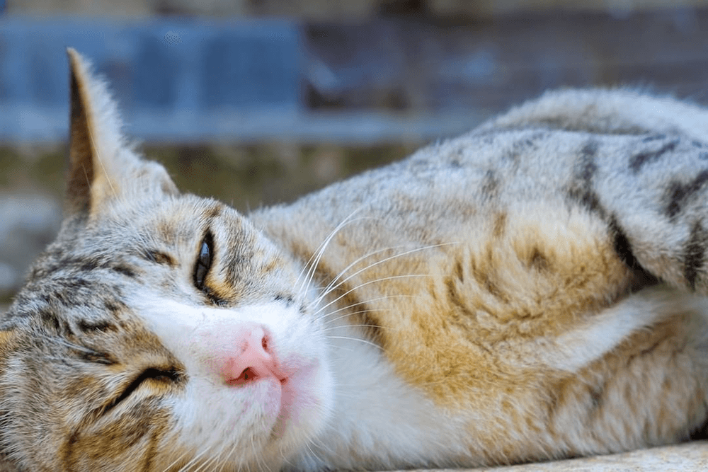 581b41df0cd50ace849e061ef74827fc