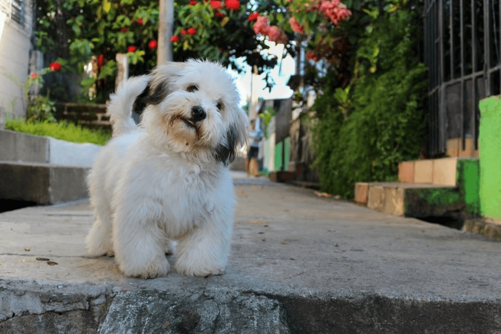 Một năm chó đẻ mấy lứa? Thông tin về chu kì sinh sản ở chó 2 70d31b87bd021441e5e6bf23eb84a306