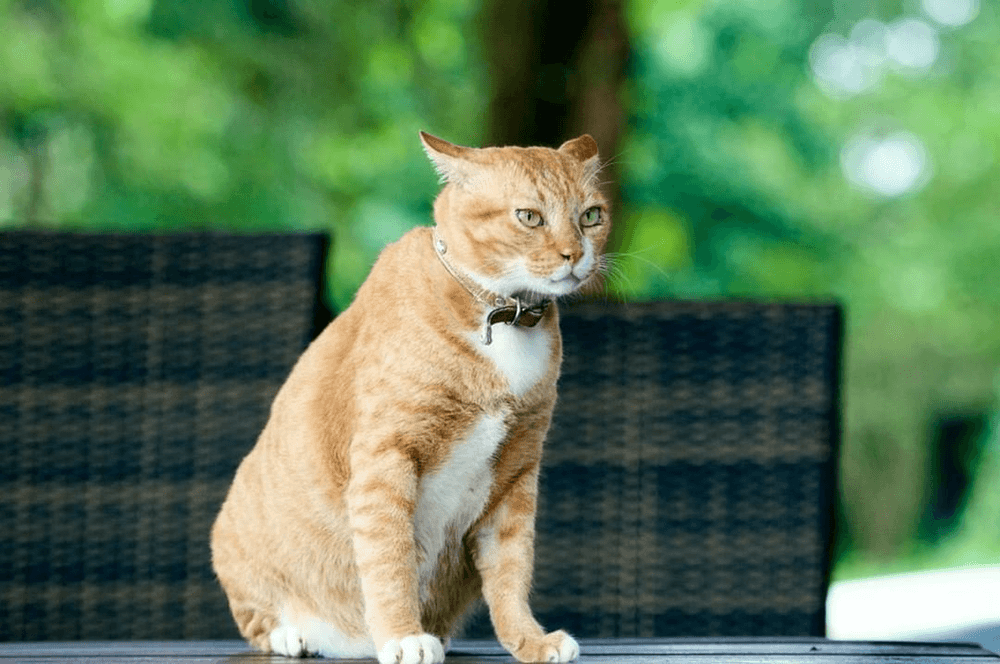 Nguyên nhân mèo bị táo bón - Cách chăm sóc và chữa trị 2 9ecff5455677b38d19f49ce658ef0608