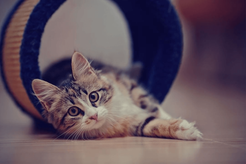 Mèo động đực phải làm sao? Cách trấn an và kìm hãm chúng 3 b2005ea31710de47466d9e53068edc71