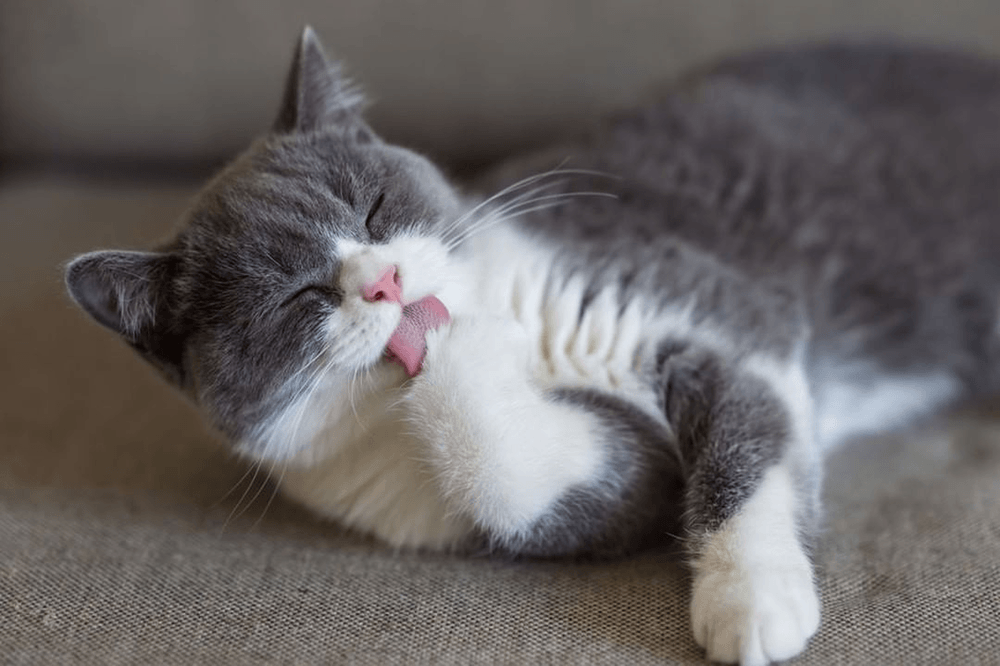 Mèo có kinh nguyệt không? Làm gì khi mèo động đực 3 c2937f3a1b3a177d2408574da0245a19