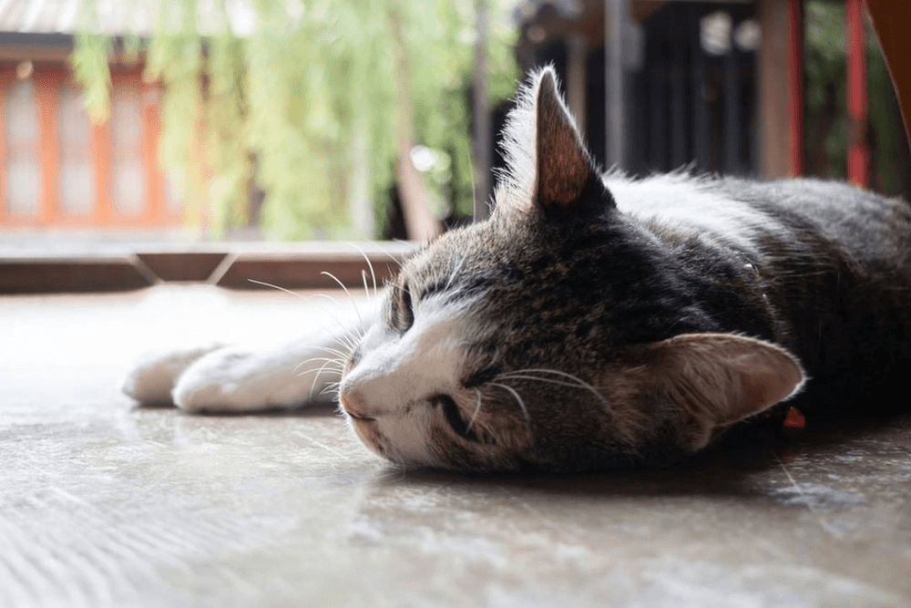 cb77649f5d53798edfa0ff40dae46322