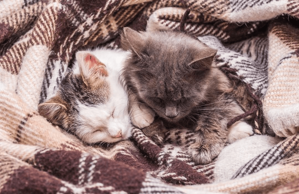 d347df3d73566108aa6d1b5d37b59703