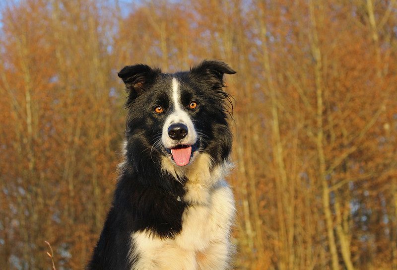 Giới thiệu chó Border Collie – Loài chó thông minh nhất thế giới 4 Loài chó thông minh nhất thế giới
