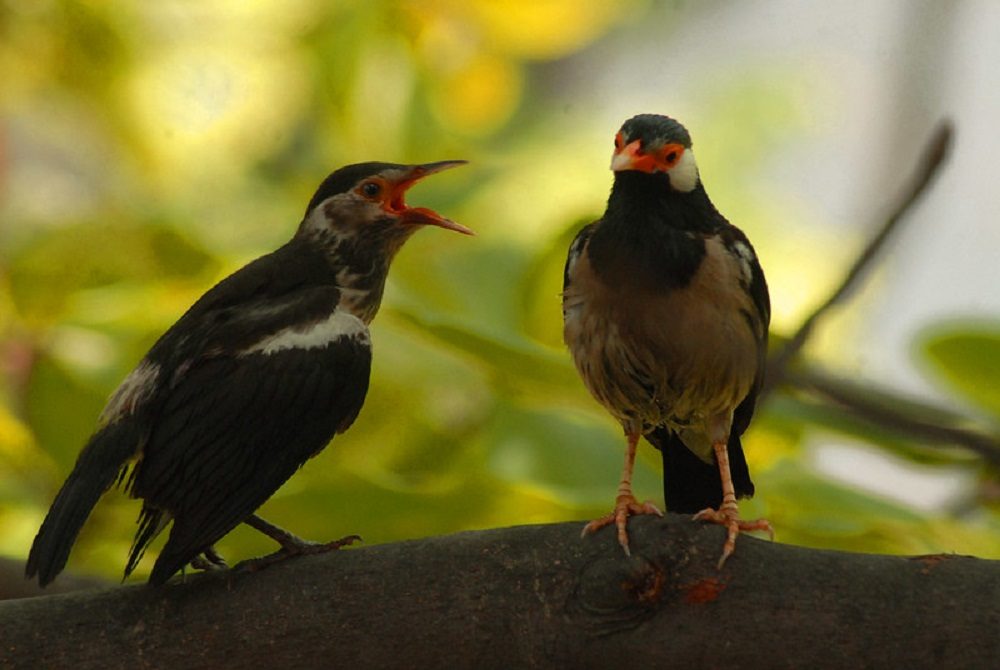 Tìm hiểu đặc điểm và kinh nghiệm nuôi chim Sáo 3 chim Sáo