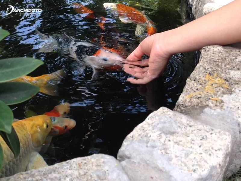 daad98225feffee70936b5e3b88658c9