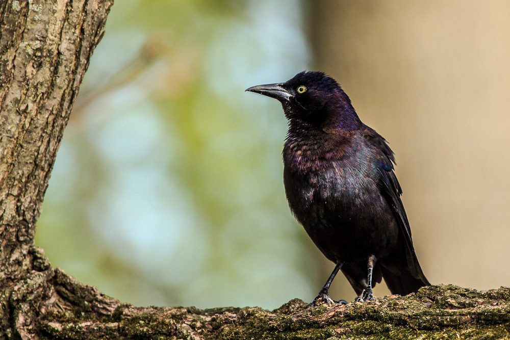 Tìm hiểu đặc điểm và kinh nghiệm nuôi chim Sáo 2 chim Sáo