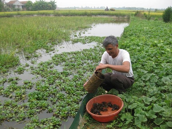 Kỹ thuật nuôi cua đồng cho năng suất tốt, mang lại hiệu quả kinh tế cao 4 Nuôi cua đồng