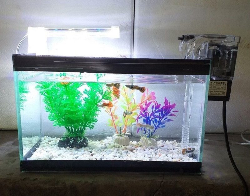 Cần lưu ý những gì khi chọn bể cá cảnh? Giá bể cá cảnh có đắt không? 3 Giá bể cá cảnh