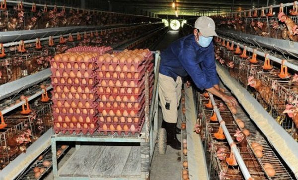 Nuôi gà đẻ trứng