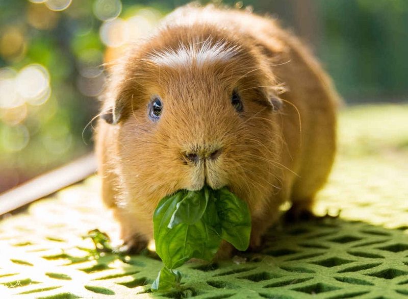 Đặc điểm và kinh nghiệm chăm sóc chuột lang Guinea Pig 3 chuột lang