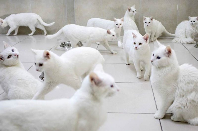 ac64504cc249b070772848642cffe6ff