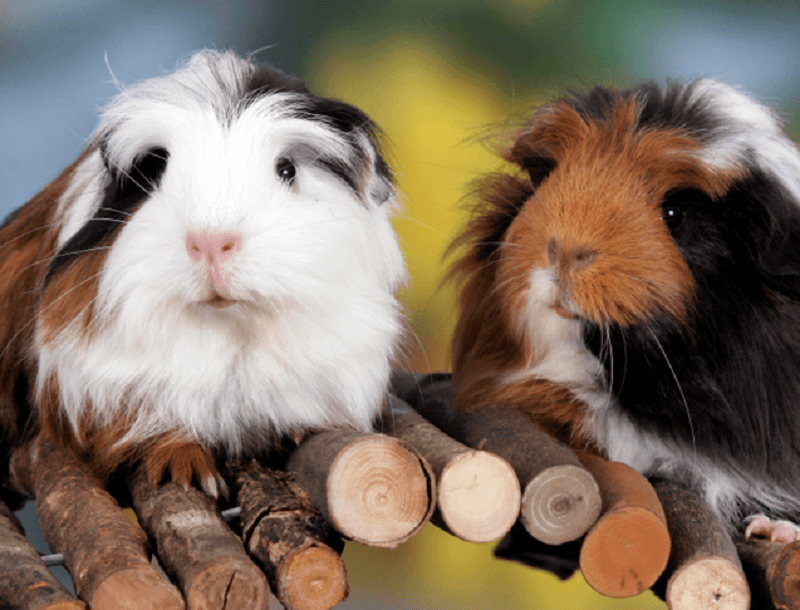 Đặc điểm và kinh nghiệm chăm sóc chuột lang Guinea Pig 4 chuột lang