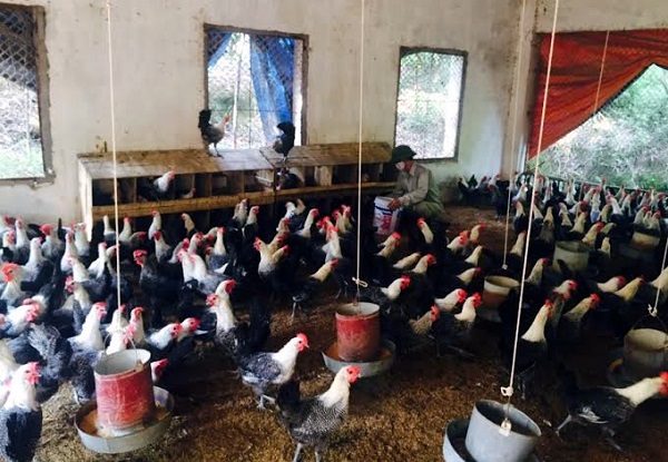 Nuôi gà đẻ trứng