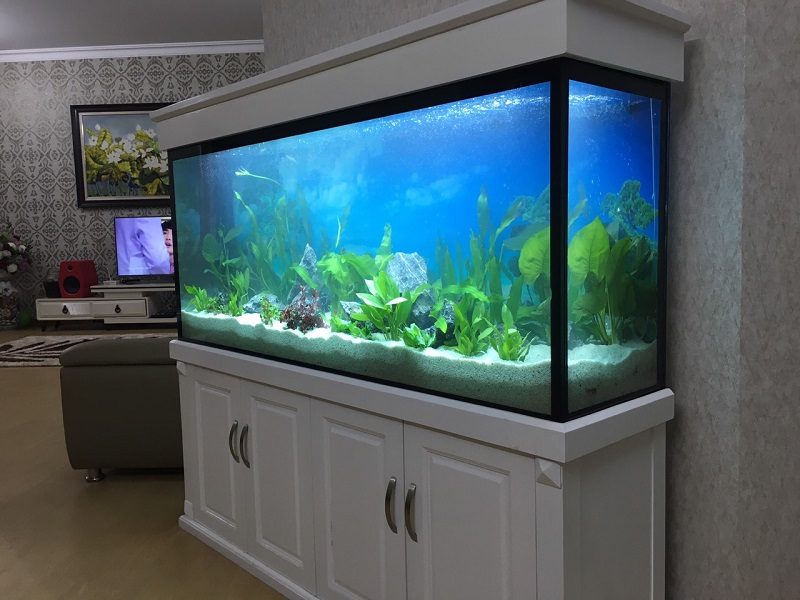 Cần lưu ý những gì khi chọn bể cá cảnh? Giá bể cá cảnh có đắt không? 5 Giá bể cá cảnh