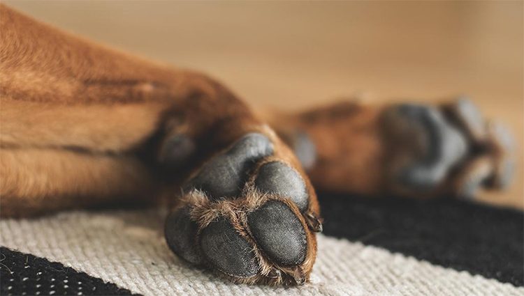 hướng dẫn cắt móng chân cho chó an toàn