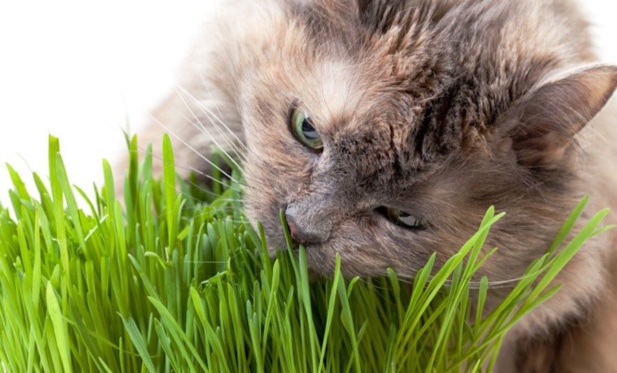 Tập cho mèo con ăn cỏ